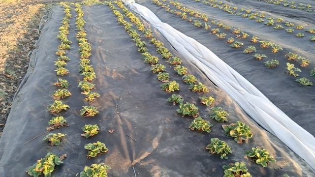 Первая обработка клубники весной от болезней, медесод смотреть онлайн