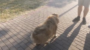 Севастополь 13.06.2025.  Аппа резвится.