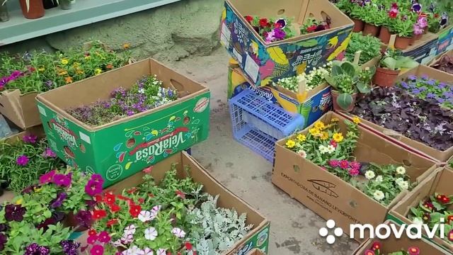 Алматы#зеленыйбазар#саженцы#разнообразие.