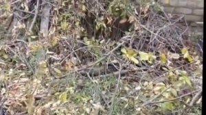 Веткоизмельчитель Бобер в работе. Бюджетный дешевле н