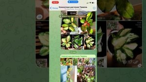 Комнатные растения почтой из Тюмени