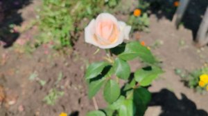 Режим шмеля