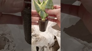 распаковка и посадка сансевиерий ханни голд, фаворит ?