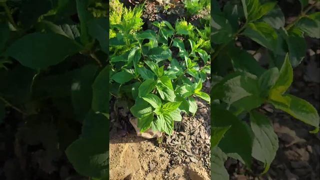 Обзор нового цветника, пополнение коллекции гортензи? смотреть онлайн