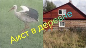 Лето в деревне ///Дача ///Аист прилетел в гости