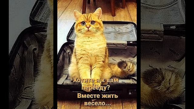 Кот на столе – значит, жизнь удалась! Смешные картинки смотреть онлайн