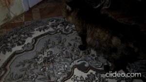 Кот Марс. Мурлык, сны и драки.