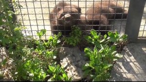 ДАНА и её соседи ТОПА и КНОПА Парк львов Тайган #тайган