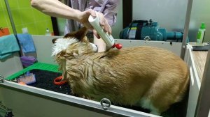 VLOG первый груминг корги Полли 🪮🚿✂️