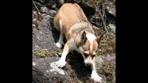 Норвежский лундехунд