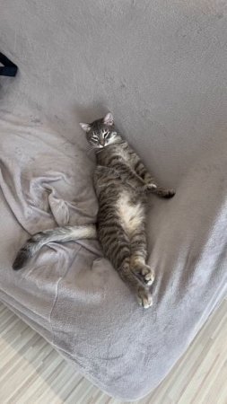 Мило спящий котик 🐱