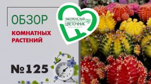 Обзор растений: кактусы, филодендроны, эпипремнумы, рипсалисы, сансевиерии, калатеи, папоротники 125