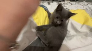 Я Сэм и я люблю играть со своим шариком, я его оторвал что бы я не один играл с ним