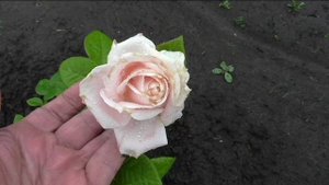 Роза ТИМЕЛИС зацвела