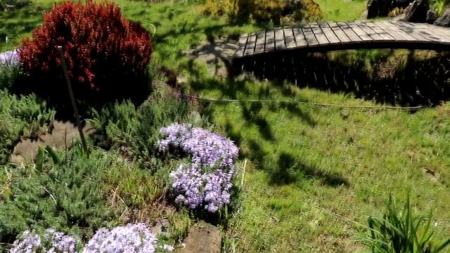 Моя рассада перед высадкой. Весна пришла!