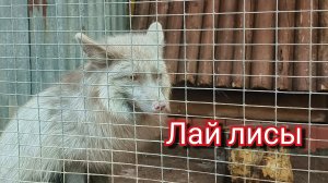 Лай лисы. Лисы разных пород. Лисица