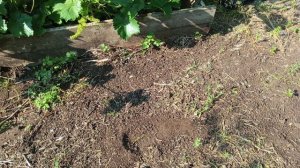 Вода по расписанию 13.06.25. дождик был символический.
