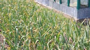 1000008522.mp4. 🚀🖋️🚀ВСЕ ЦВЕТЁТ🌸ВСЁ РАСТЁТ🌱И ЭТО ТРУД 🚀🖋️🚀🖋️