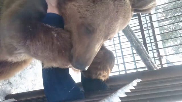 Медведь борец!