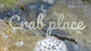 Crab place