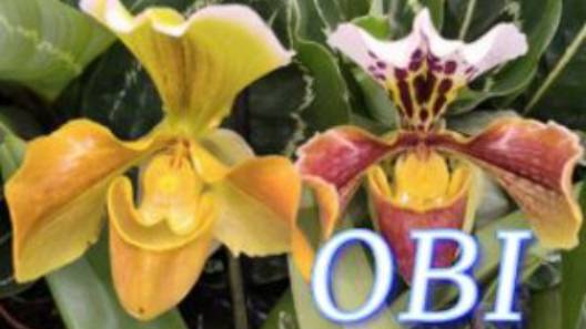 №1089/ СВЕЖИЕ красивые ОРХИДЕИ в OBI