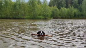 Бордер Колли ищет палку в пруду