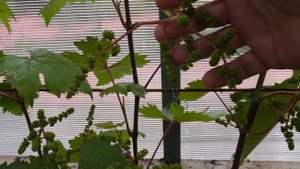 ВИНОГРАД. ПЕРВЫЕ "СИГНАЛКИ".