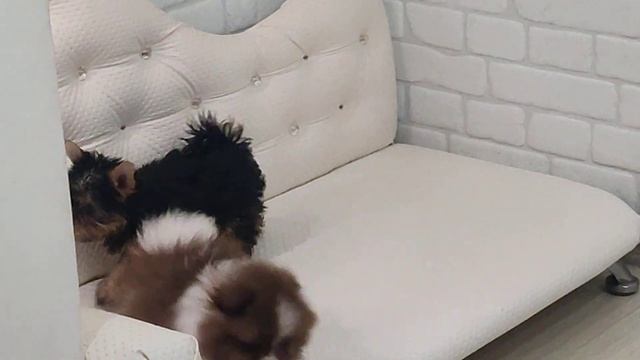 Продажа😃Питомник Йорк & Шпиц.Elite Pets,Крым, Евпатория 🌞 смотреть онлайн