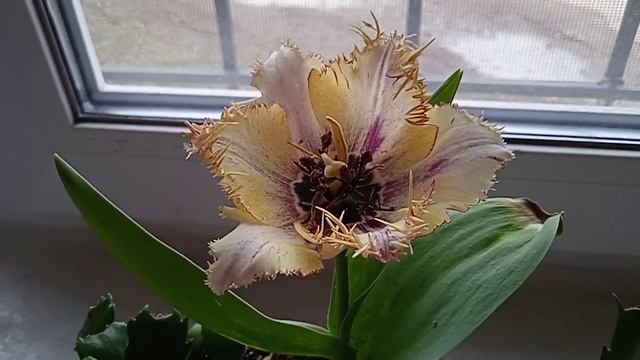 САМЫЙ ДОРОГОЙ ТЮЛЬПАН