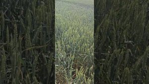 озимая пшеница сорт Алексеевич Республика Калмыкия