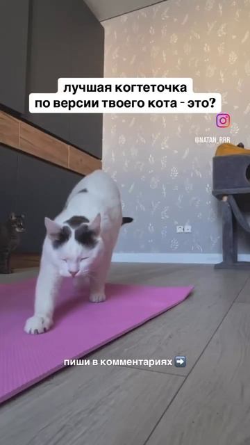 А ГДЕ ВАШ КОТ ТОЧИТ КОГТИ? смотрите видео про когтеточ? смотреть онлайн