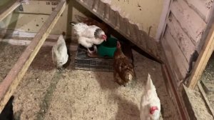 Кормление кур// КАЛЬЦИЙ БОРГЛЮКОНАТ КУРАМ// сколько яи?