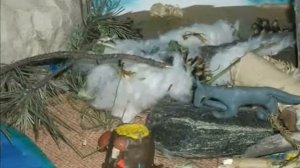 Белый клык. Мультфильм