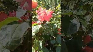 Крым сегодня