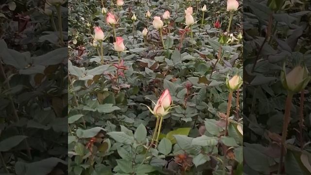 Цветок роза.Люди с именем Роза. смотреть онлайн