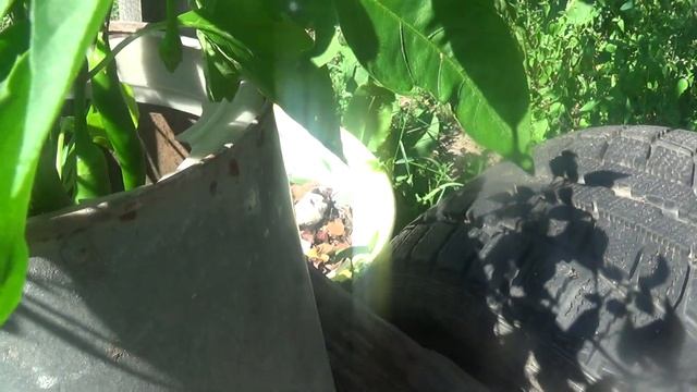 Горький перец