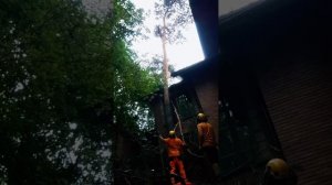 Разбор сосны у дома