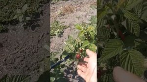 Малина Джоан Джей. 2рік після посадки