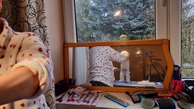 Первый груминг щенка Бишон фризе✂️АДЕЛЬ💓2,5 месяца #k