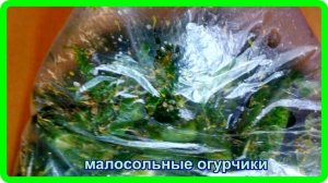 самые вкусные и быстрые  МАЛОСОЛЬНЫЕ ОГУРЧИКИ