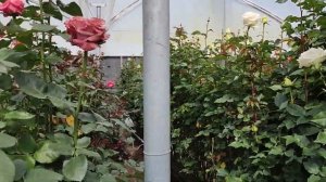 Плантация роз в Эквадоре.