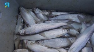 Нельма: королева белорыбицы | Рыбовое