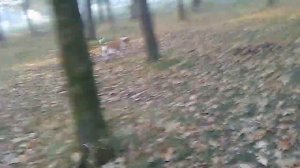 Натаска итальянской легавой - поиск "челноком" первые ?