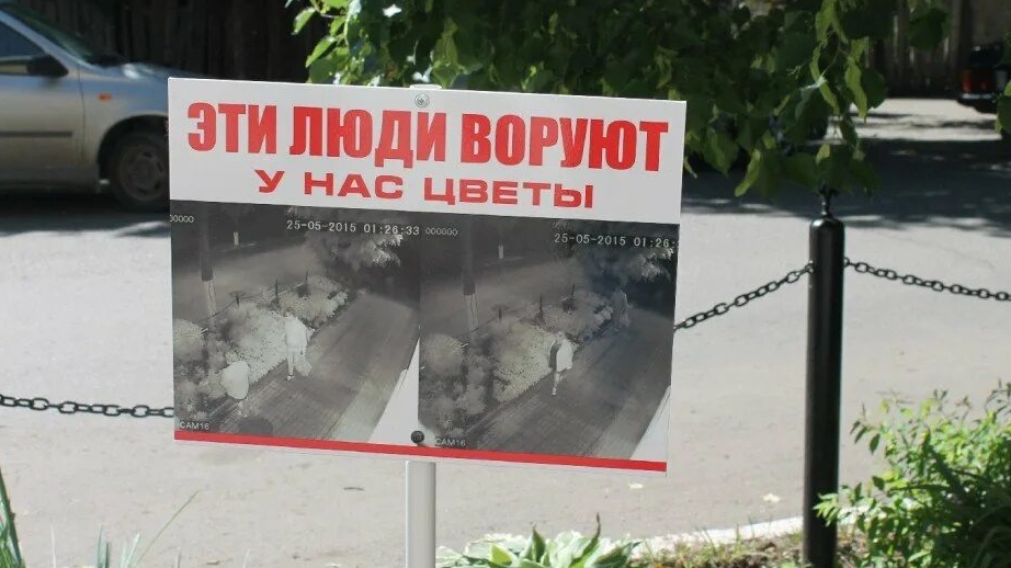 Играю в укради растение смотреть онлайн