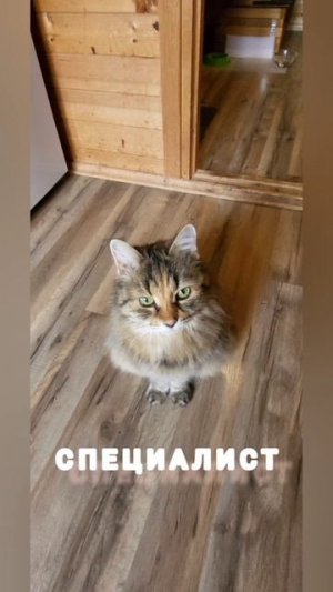 #юмор #прикол #смех #котики