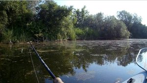 2025-06-12 Старица в ряске