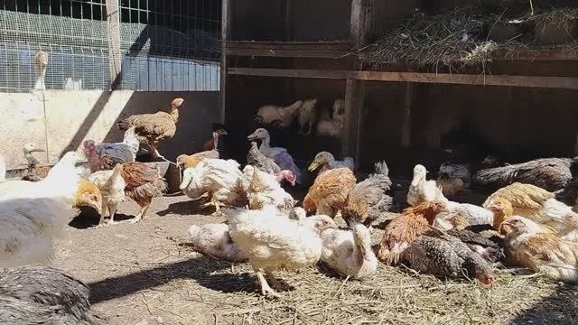 Птичник расширяется.Обзор нашей мини фермы.