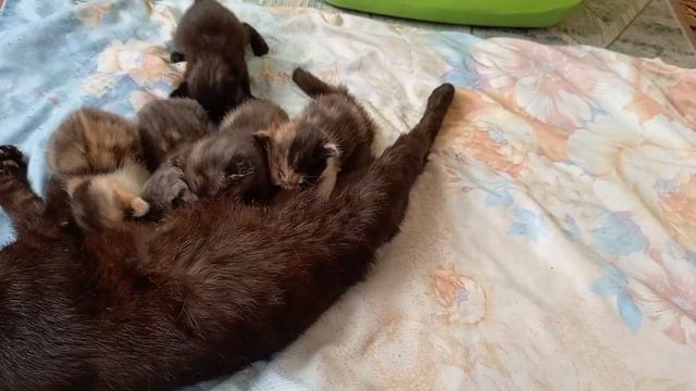 Переехали на Юг/Ремонт кухни своими руками/Котята. смотреть онлайн