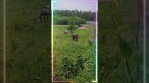 Ширь полей и синева небес, люблю тебя земля родная.