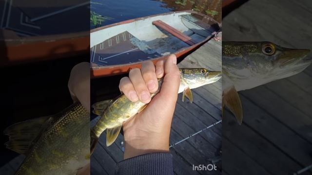 мои словлинные щуки за лето на  спининг смотреть онлайн